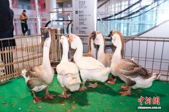 2025年汕头狮头鹅全产业链产值已突破100亿元人民币。图为狮头鹅。林大森