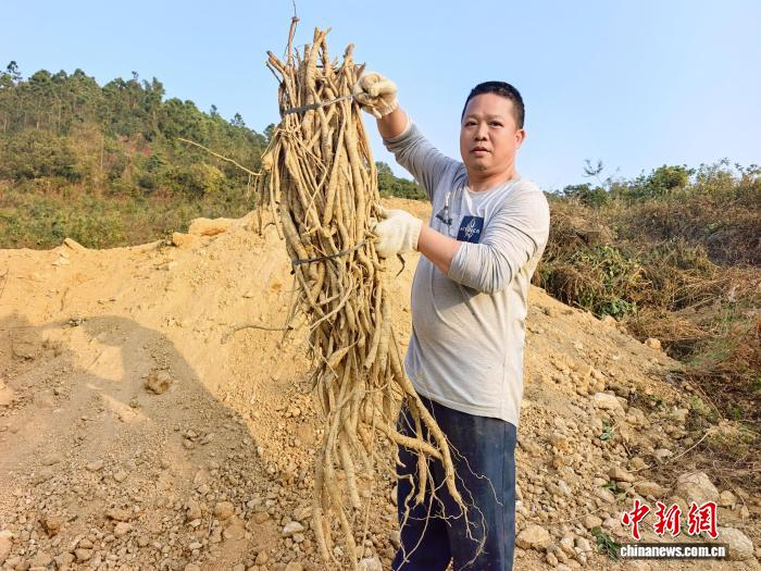 1月17日,广东台山市一牛大力种植户展示刚挖的牛大力。李晓春