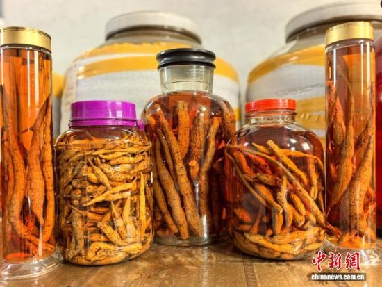 1月24日,广东台山,用处理好的新鲜牛大力搭配高度白酒是广东地区常见的浸泡方式。李晓春