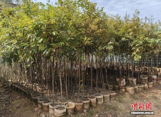 苗木。广东省林业局
