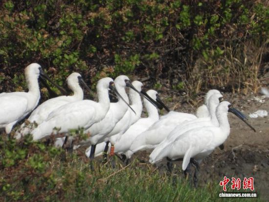 一批黑脸琵鹭现身汕尾海丰湿地。广东省林业局