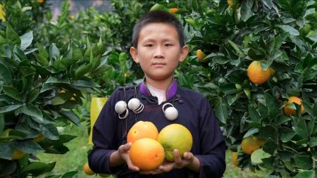 （村里的脐橙因为直播带货走出了大山）