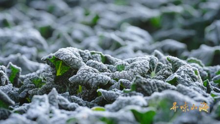 （随州篇 泡泡青结霜蜕变）