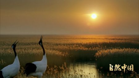 （芦苇湿地中的丹顶鹤）