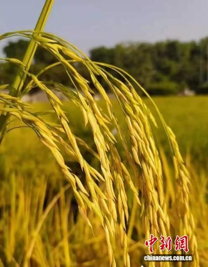 增城丝苗米。增城区委宣传部