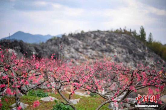 桃花绽放。邓谦