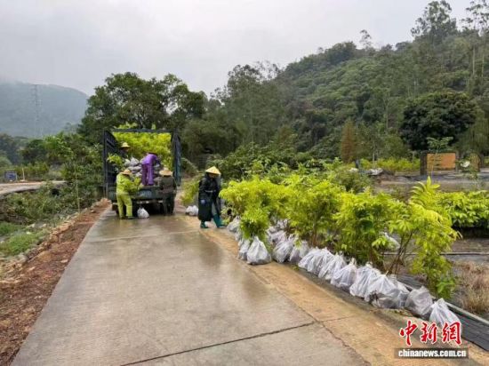 人面子苗木出圃。广东省林业局