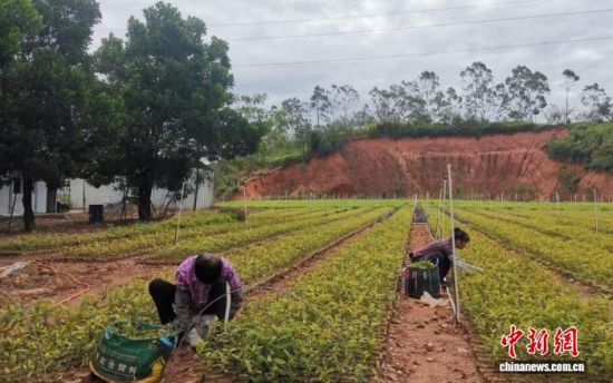 工人正在苗圃除草。广东省林业局