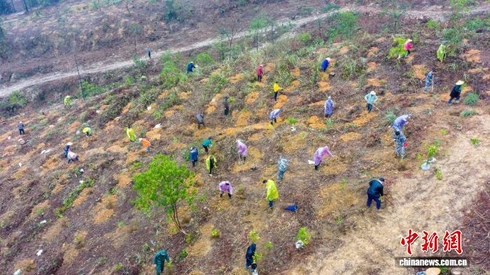 云浮罗定市罗平镇乌龙村千亩级森林景观大斑块造林项目现场。广东省林业局