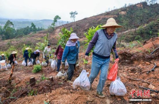 造林工人运送苗木上山。广东省林业局