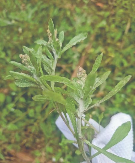 高州人用来制作艾籺的艾草为正月里生长的田艾草，花为白中带绿，浑身长满绒毛。邱茜