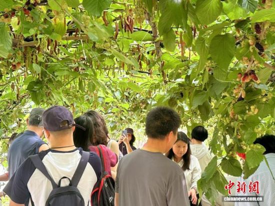 3月20日，广东台山市台城街道，一旅游团组织游客到果园体验摘桑果尝鲜。容月梨
