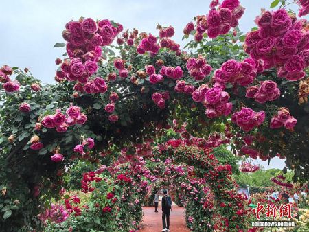 5月14日，位于河南南阳的中国月季园花海飘香。　记者 阚力 摄