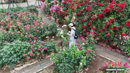 图为5月14日河南南阳月季花开正当时。(无人机照片) 赵梦阳 摄