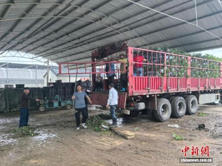 图为5月14日南阳月季基地外销月季正在装车。 记者 阚力 摄