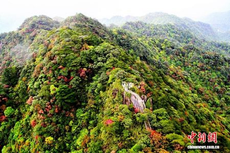 南岭国家公园候选区七彩森林。广东省林业局 供图