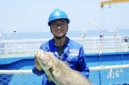 “湛江湾1号”养殖的大规格赤嘴鮸。 受访者供图