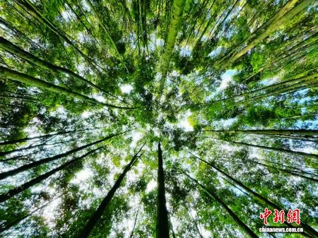 红锥林。广东省林业局 供图
