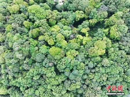成片的红锥林。广东省林业局 供图