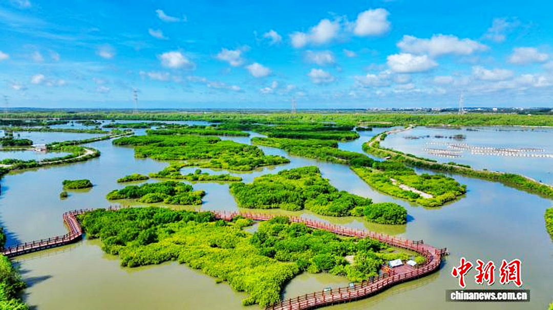 湛江金牛岛红树林片区。广东省自然资源厅供图