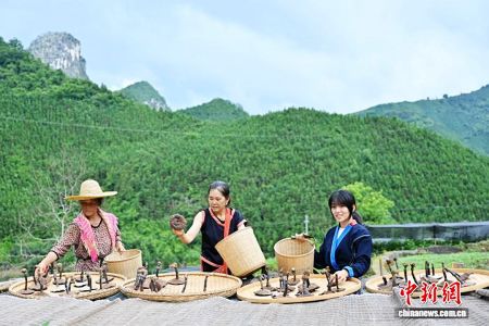 图为农户正在晾晒新鲜采摘的灵芝。中新社记者 陈楚红 摄 