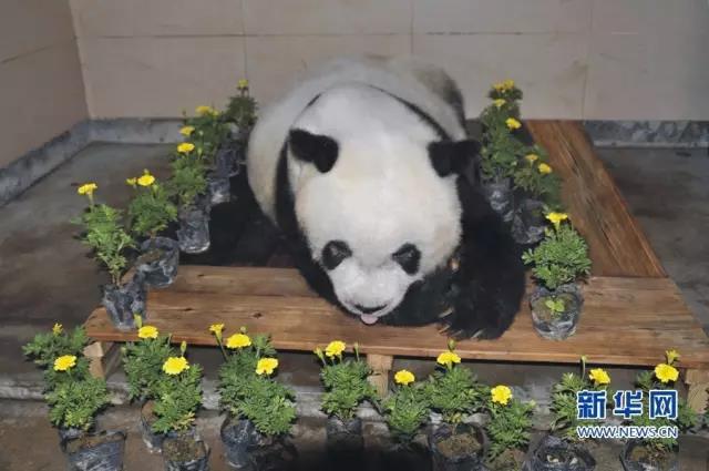 这是“巴斯”离世后的遗容。海峡(福州)大熊猫研究交流中心供图