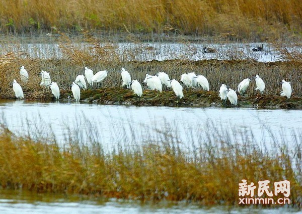 秋日东滩，泛黄芦苇随风摇曳，偶有白鹭翻飞，时有鸟鸣阵阵。黎军