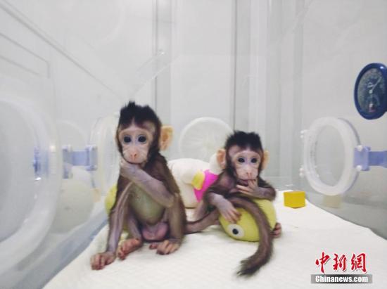 图片来源:中科院神经所供图