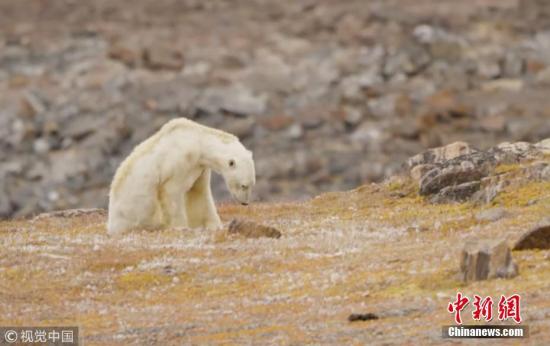 资料图片：一只骨瘦如柴的北极熊正在垃圾桶中觅食。