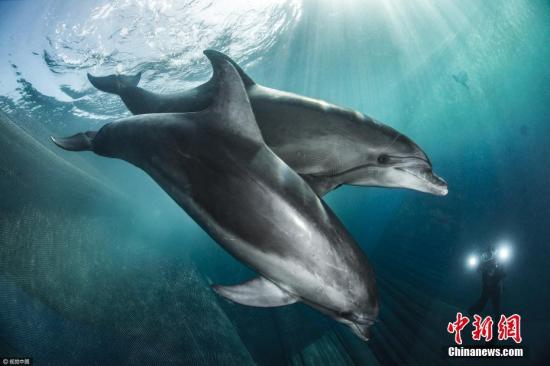 资料图：海豚。图片来源：视觉中国
