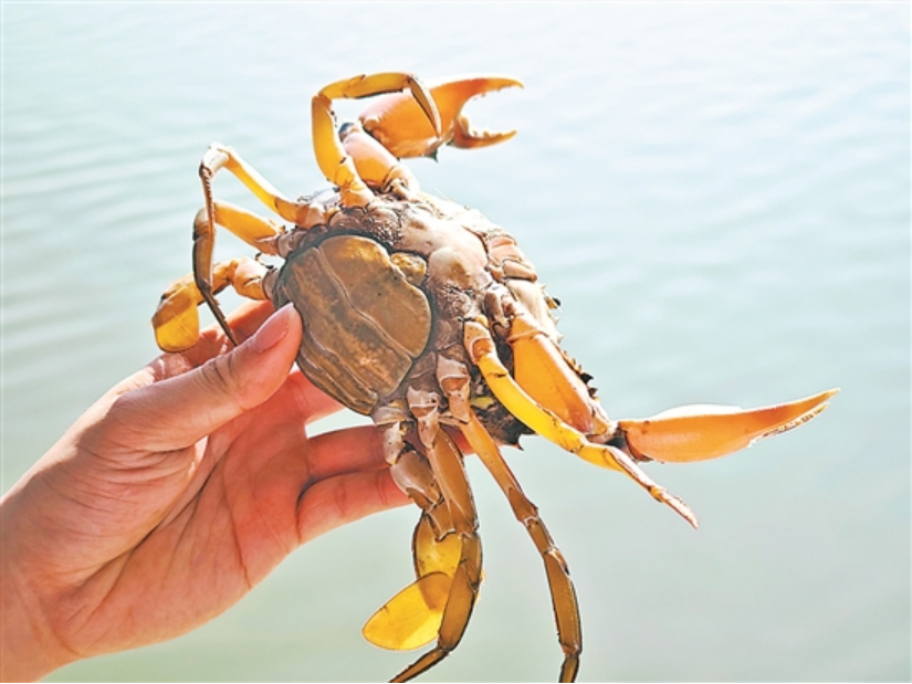 “蟹中极品”南沙黄油蟹