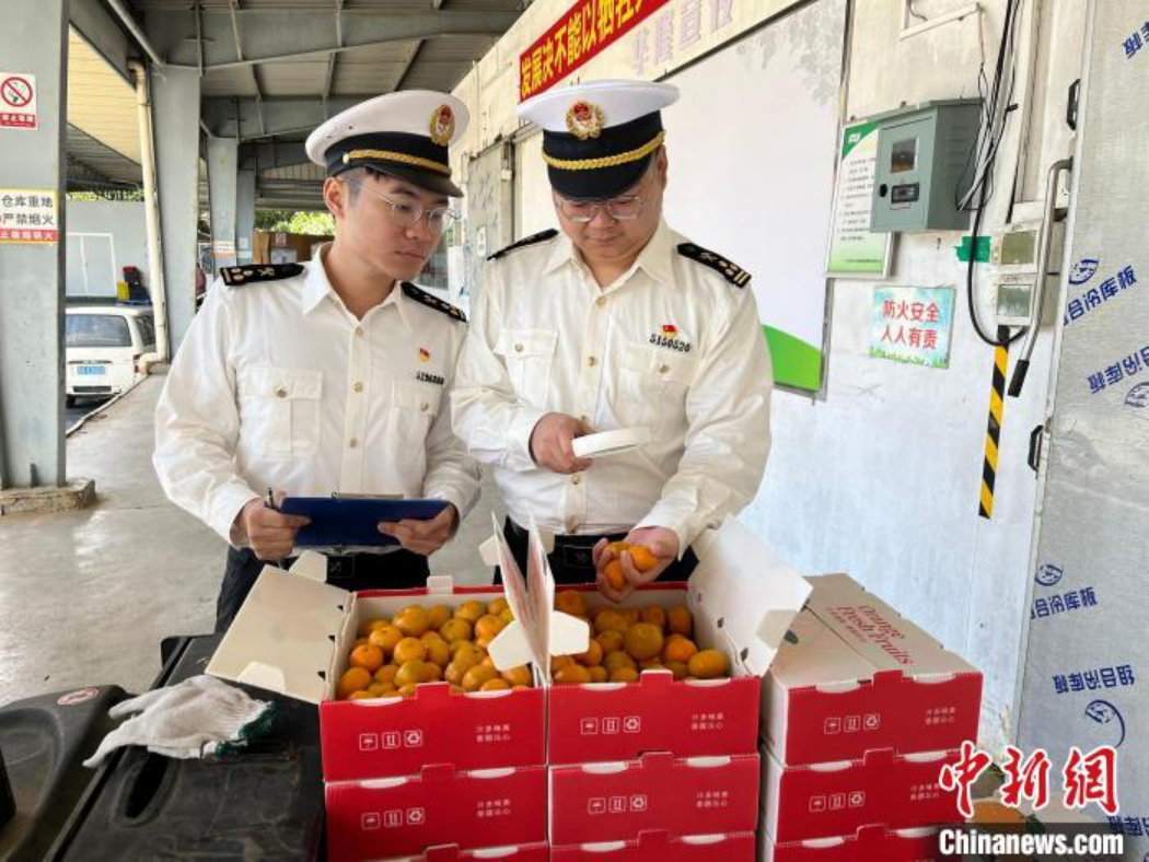 广州海关所属从化海关关员到砂糖橘出口企业进行现场监管。广州海关