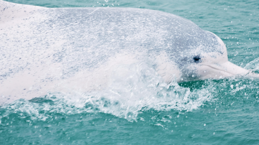 中华白海豚正在水中嬉戏觅食，不时跃出水面，溅起朵朵浪花。