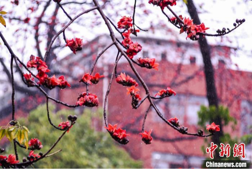 3月11日，广州中山纪念堂的木棉花绽放。(广州中山纪念堂管理处