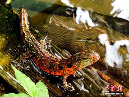 鳄蜥。广东省林业局