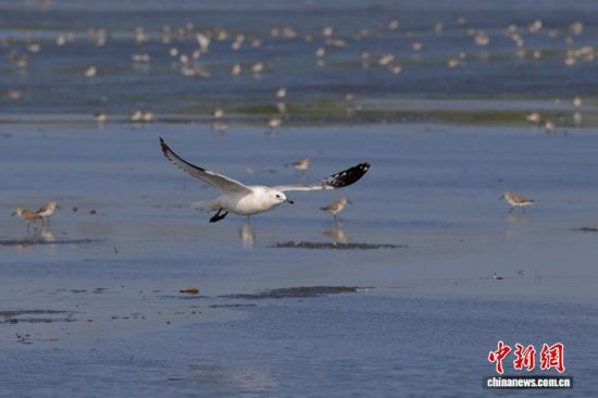 一只遗鸥出现在雷州半岛沿海湿地。程立